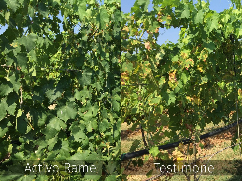 ActivoRame puro tebano