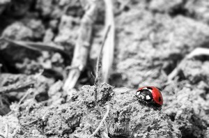 Foto Coccinella Vigna