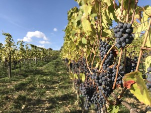 Chianti Classico 2017